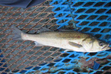 オリジナルメーカー海づり公園(市原市海づり…