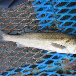 オリジナルメーカー海づり公園(市原市海づり施設) 釣果