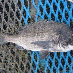 オリジナルメーカー海づり公園(市原市海づり施設) 釣果