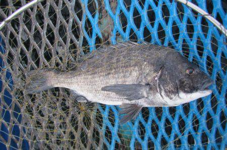 オリジナルメーカー海づり公園(市原市海づり…