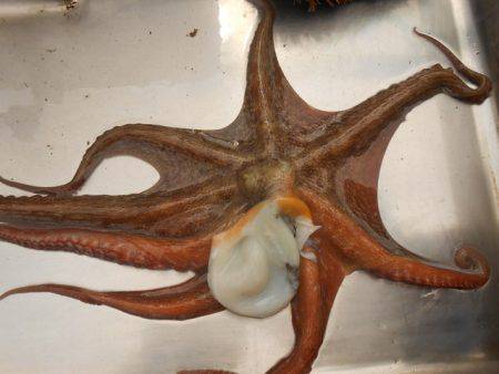 オリジナルメーカー海づり公園(市原市海づり施設) 釣果