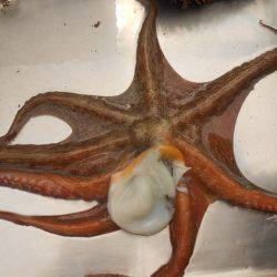 オリジナルメーカー海づり公園(市原市海づり施設) 釣果