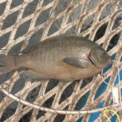 オリジナルメーカー海づり公園(市原市海づり施設) 釣果
