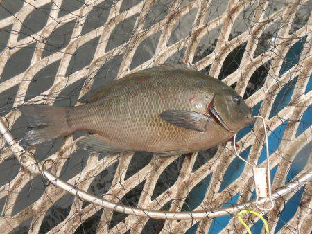 オリジナルメーカー海づり公園(市原市海づり施設) 釣果
