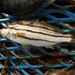 オリジナルメーカー海づり公園(市原市海づり施設) 釣果