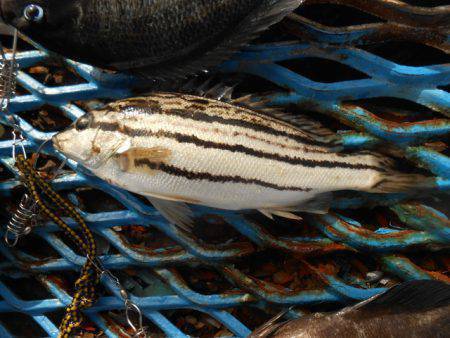オリジナルメーカー海づり公園(市原市海づり施設) 釣果