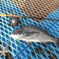 オリジナルメーカー海づり公園(市原市海づり施設) 釣果