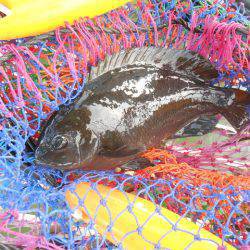 オリジナルメーカー海づり公園(市原市海づり施設) 釣果