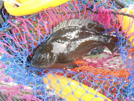 オリジナルメーカー海づり公園(市原市海づり施設) 釣果