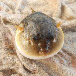 オリジナルメーカー海づり公園(市原市海づり施設) 釣果