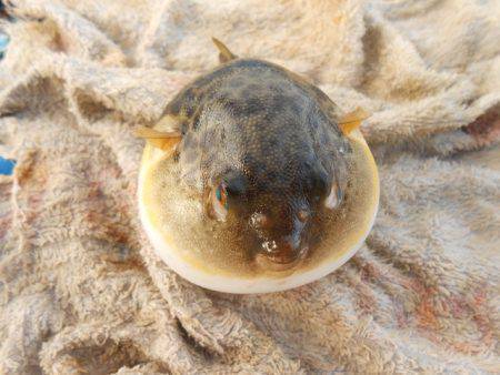 オリジナルメーカー海づり公園(市原市海づり施設) 釣果