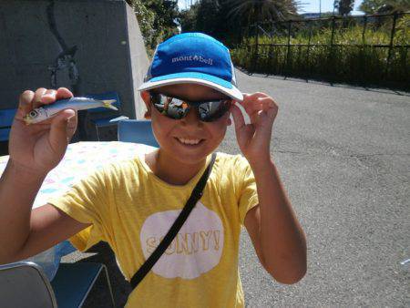 大阪南港海つり公園 釣果