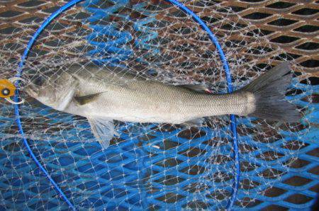 オリジナルメーカー海づり公園(市原市海づり施設) 釣果