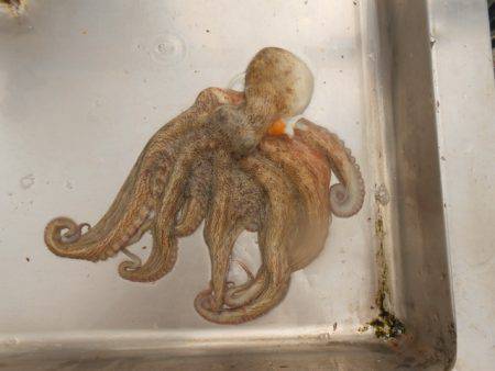 オリジナルメーカー海づり公園(市原市海づり施設) 釣果