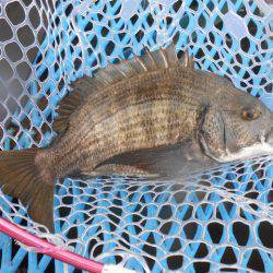 オリジナルメーカー海づり公園(市原市海づり施設) 釣果