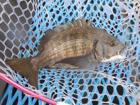 オリジナルメーカー海づり公園(市原市海づり…
