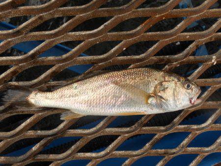 オリジナルメーカー海づり公園(市原市海づり施設) 釣果