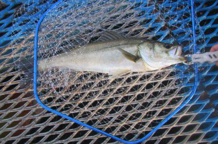 オリジナルメーカー海づり公園(市原市海づり施設) 釣果