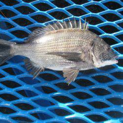 オリジナルメーカー海づり公園(市原市海づり施設) 釣果