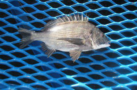 オリジナルメーカー海づり公園(市原市海づり施設) 釣果