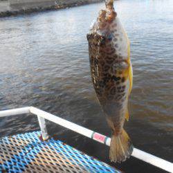 オリジナルメーカー海づり公園(市原市海づり施設) 釣果