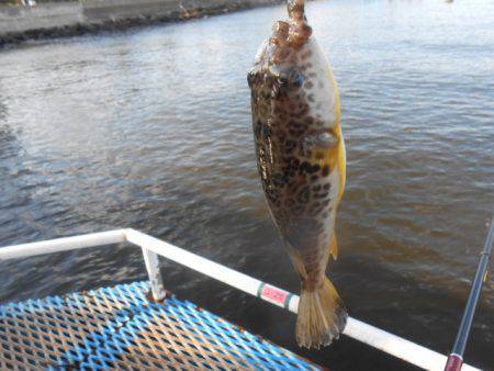 オリジナルメーカー海づり公園(市原市海づり施設) 釣果
