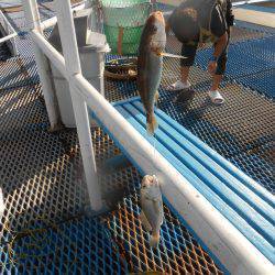 オリジナルメーカー海づり公園(市原市海づり施設) 釣果