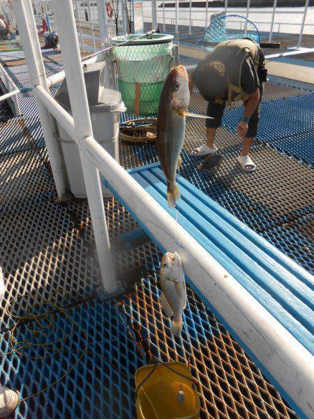 オリジナルメーカー海づり公園(市原市海づり施設) 釣果