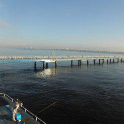 オリジナルメーカー海づり公園(市原市海づり施設) 釣果