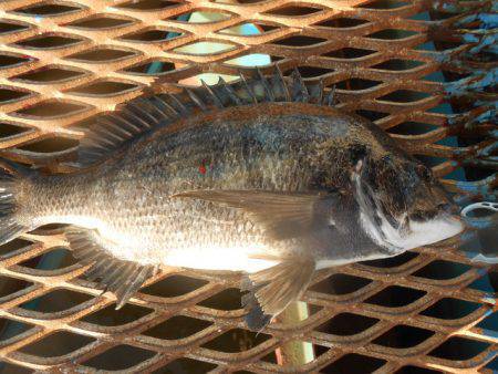 オリジナルメーカー海づり公園(市原市海づり…