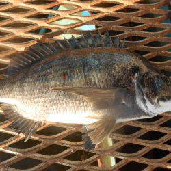 オリジナルメーカー海づり公園(市原市海づり施設) 釣果