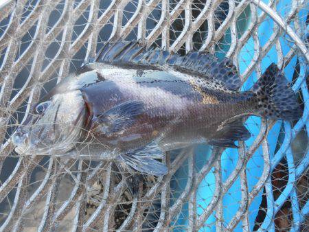 オリジナルメーカー海づり公園(市原市海づり施設) 釣果