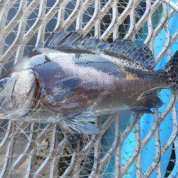 オリジナルメーカー海づり公園(市原市海づり施設) 釣果