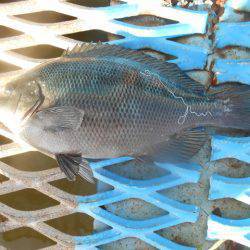 オリジナルメーカー海づり公園(市原市海づり施設) 釣果