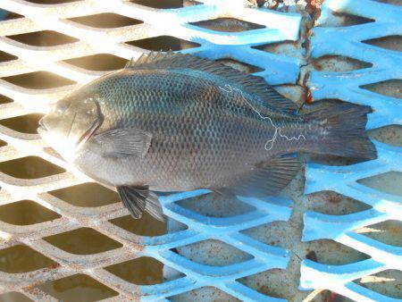 オリジナルメーカー海づり公園(市原市海づり施設) 釣果