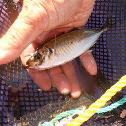 オリジナルメーカー海づり公園(市原市海づり施設) 釣果