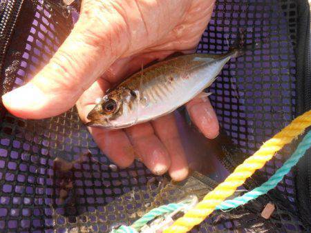 オリジナルメーカー海づり公園(市原市海づり施設) 釣果