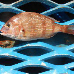 オリジナルメーカー海づり公園(市原市海づり施設) 釣果