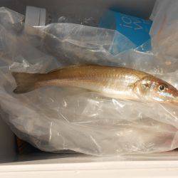 オリジナルメーカー海づり公園(市原市海づり施設) 釣果