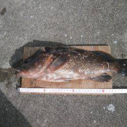 大阪南港海つり公園 釣果