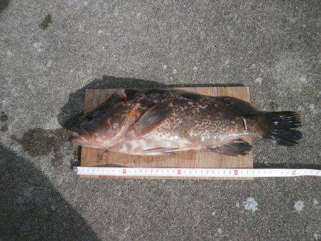 大阪南港海つり公園 釣果