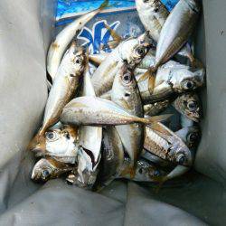 大阪南港海つり公園 釣果