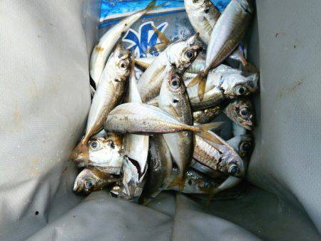 大阪南港海つり公園 釣果