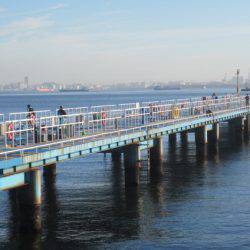 オリジナルメーカー海づり公園(市原市海づり施設) 釣果