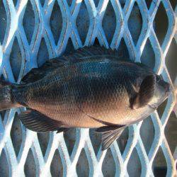 オリジナルメーカー海づり公園(市原市海づり施設) 釣果