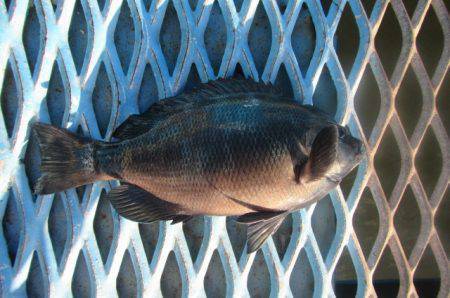 オリジナルメーカー海づり公園(市原市海づり施設) 釣果