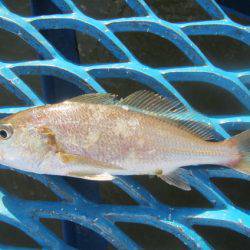 オリジナルメーカー海づり公園(市原市海づり施設) 釣果