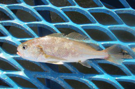 オリジナルメーカー海づり公園(市原市海づり施設) 釣果