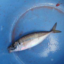 オリジナルメーカー海づり公園(市原市海づり施設) 釣果