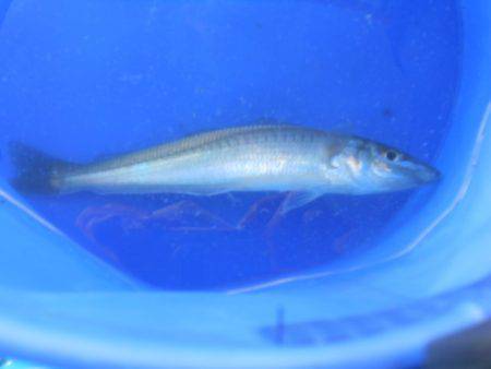 オリジナルメーカー海づり公園(市原市海づり施設) 釣果